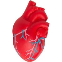 Custom Anatomic Hearts with Veins Stress Reliever