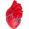 Custom Anatomic Hearts with Veins Stress Reliever