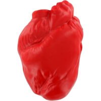 Printed Anatomical Heart Stress Balls