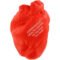 Printed Anatomical Heart Stress Balls
