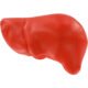Printed Liver Stress Relievers